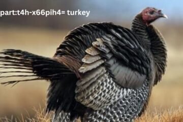 clipart:t4h-x66pih4= turkey