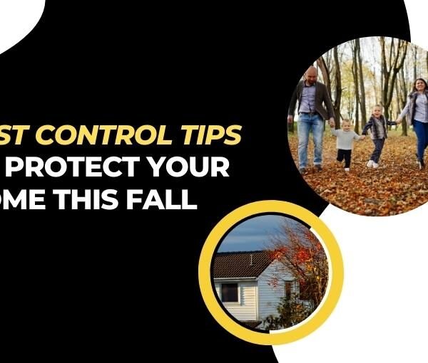 Seasonal Pest Control Tips for Toronto Homeowners
