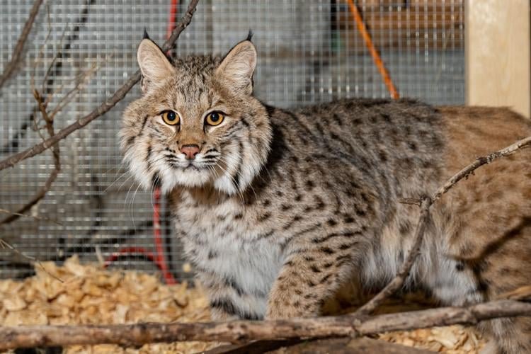 Healing with Exotic Animal Rehabilitation in Omaha, NE