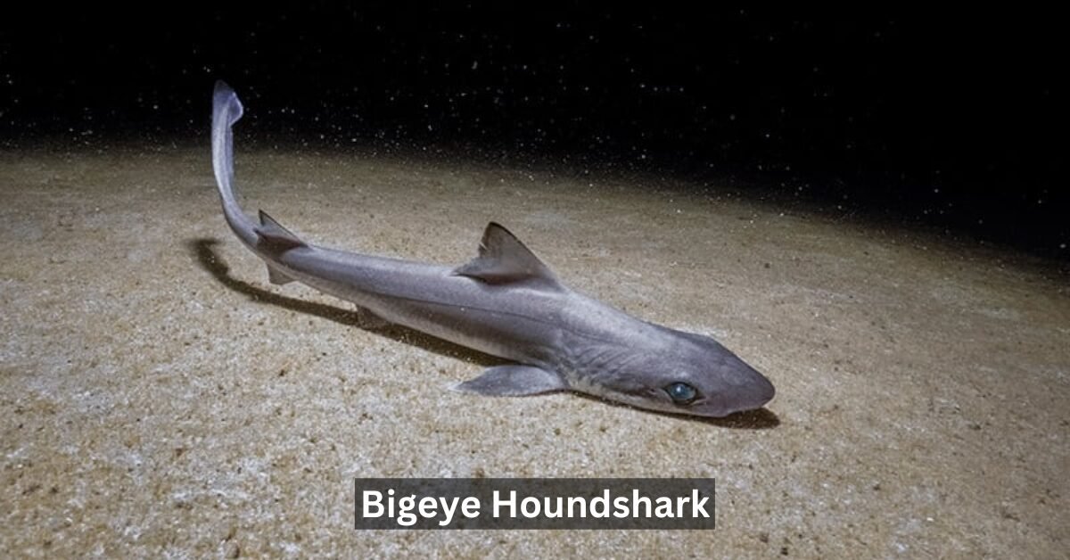 Bigeye Houndshark