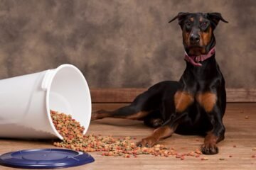 Nutrition needs for Doberman Puppies for Sale in Arkansas