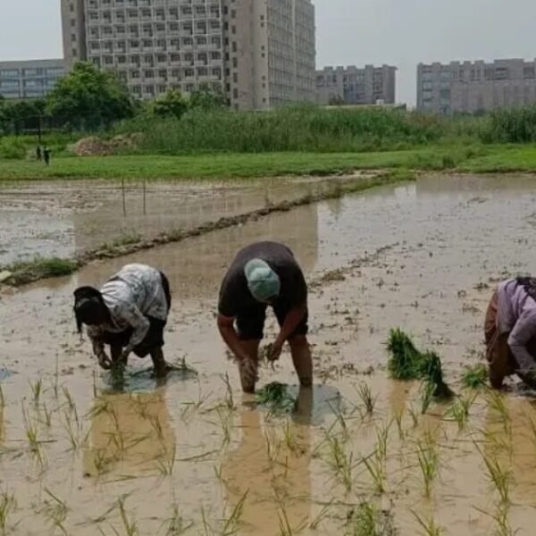 How Gautam Rice Ensures Sustainable and Ethical Farming Practices