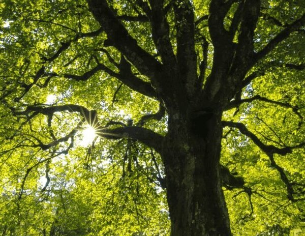 Healthy Trees, Thriving Spaces: Practical Tips for Proactive Tree Care